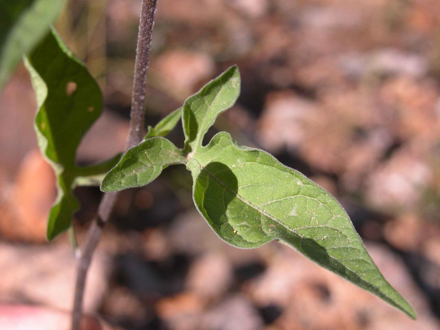 Nightshade, Woody leaf